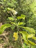 Image de Solanum umbellatum Mill.