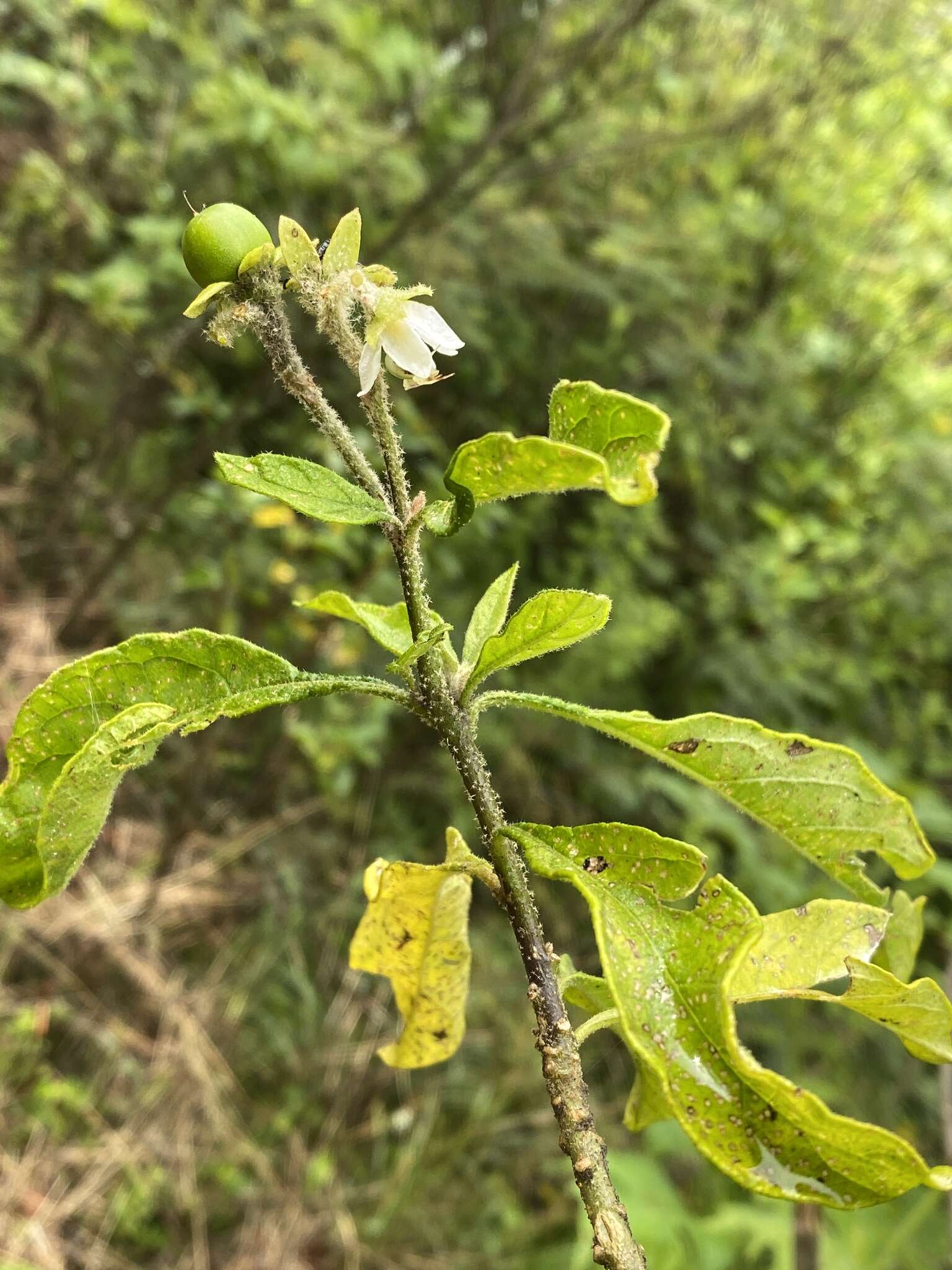 Image de Solanum umbellatum Mill.