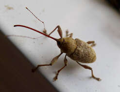 Image of Weevil