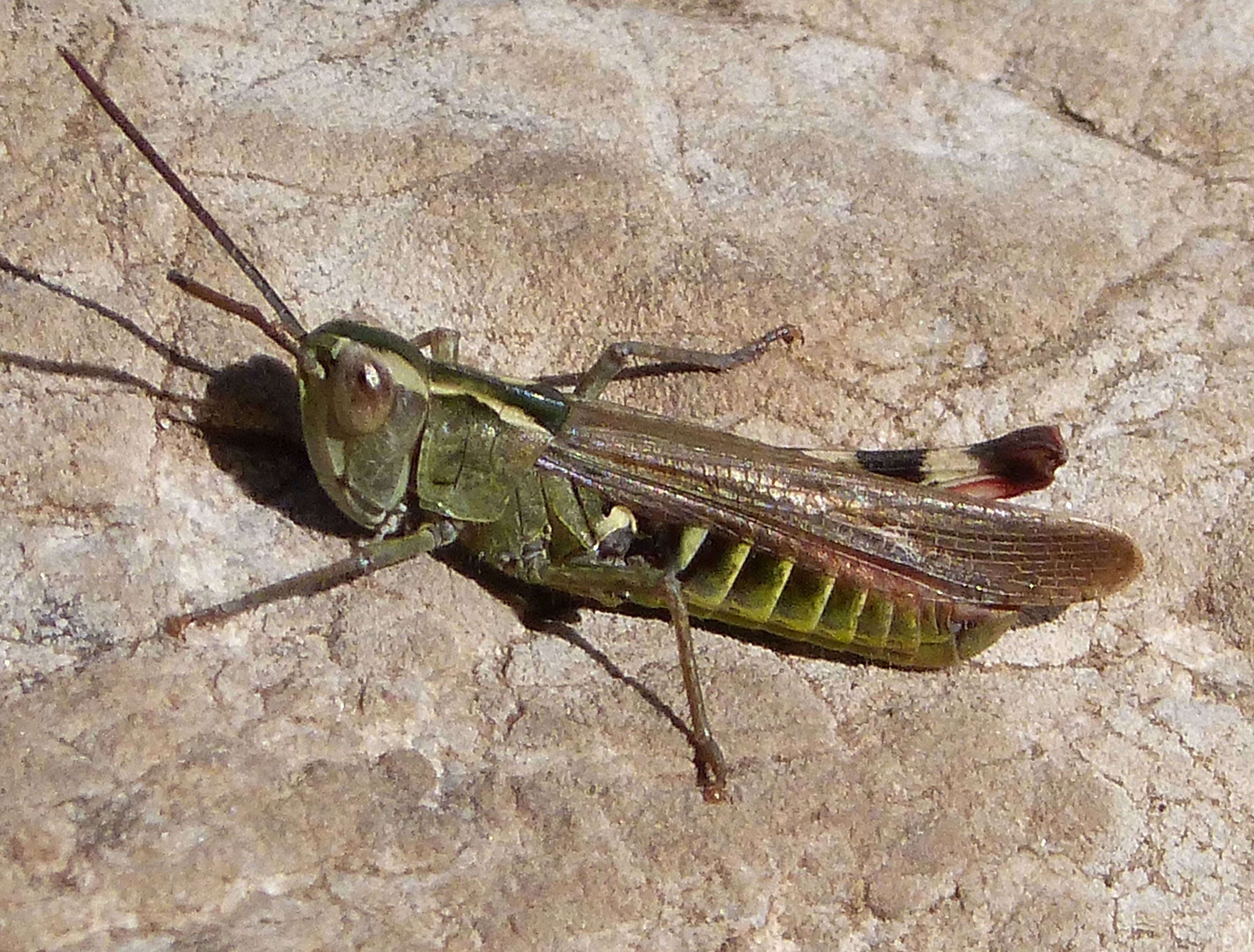 Image de Chorthippus (Glyptobothrus) binotatus (Charpentier 1825)