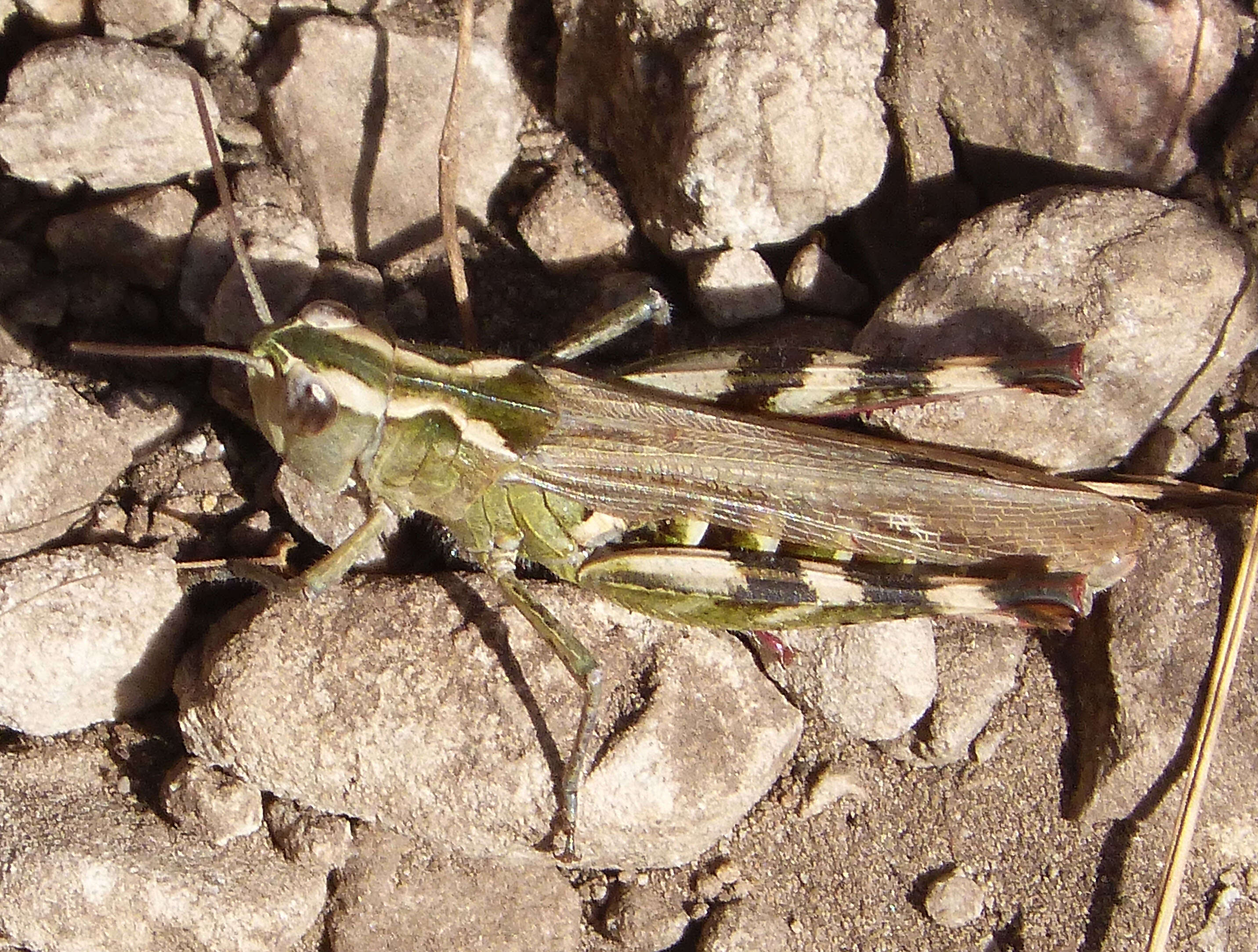 Image de Chorthippus (Glyptobothrus) binotatus (Charpentier 1825)