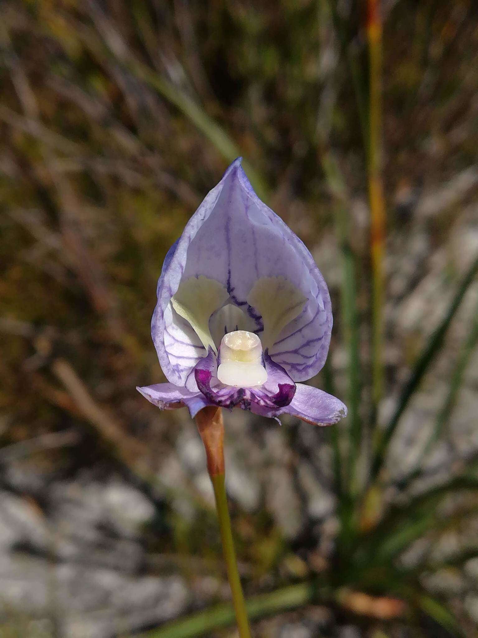 Image of Early blue Disa