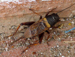 Image of two-spotted cricket