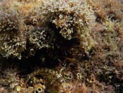 Image of Mystery blenny