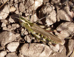 Image de Chorthippus (Glyptobothrus) binotatus (Charpentier 1825)