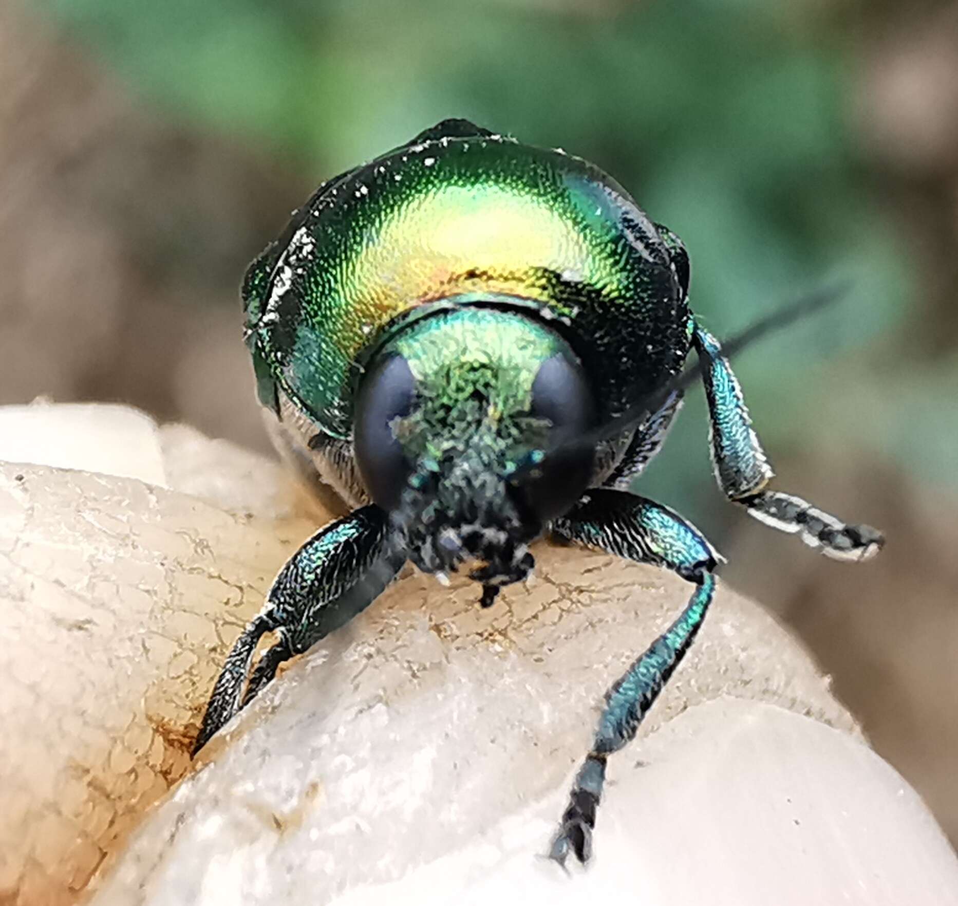 Image of <i>Cryptocephalus globicollis</i>