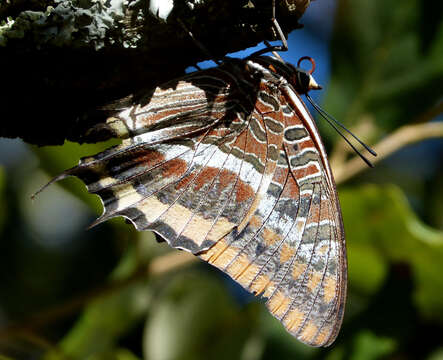 Image of Two-tailed Pasha