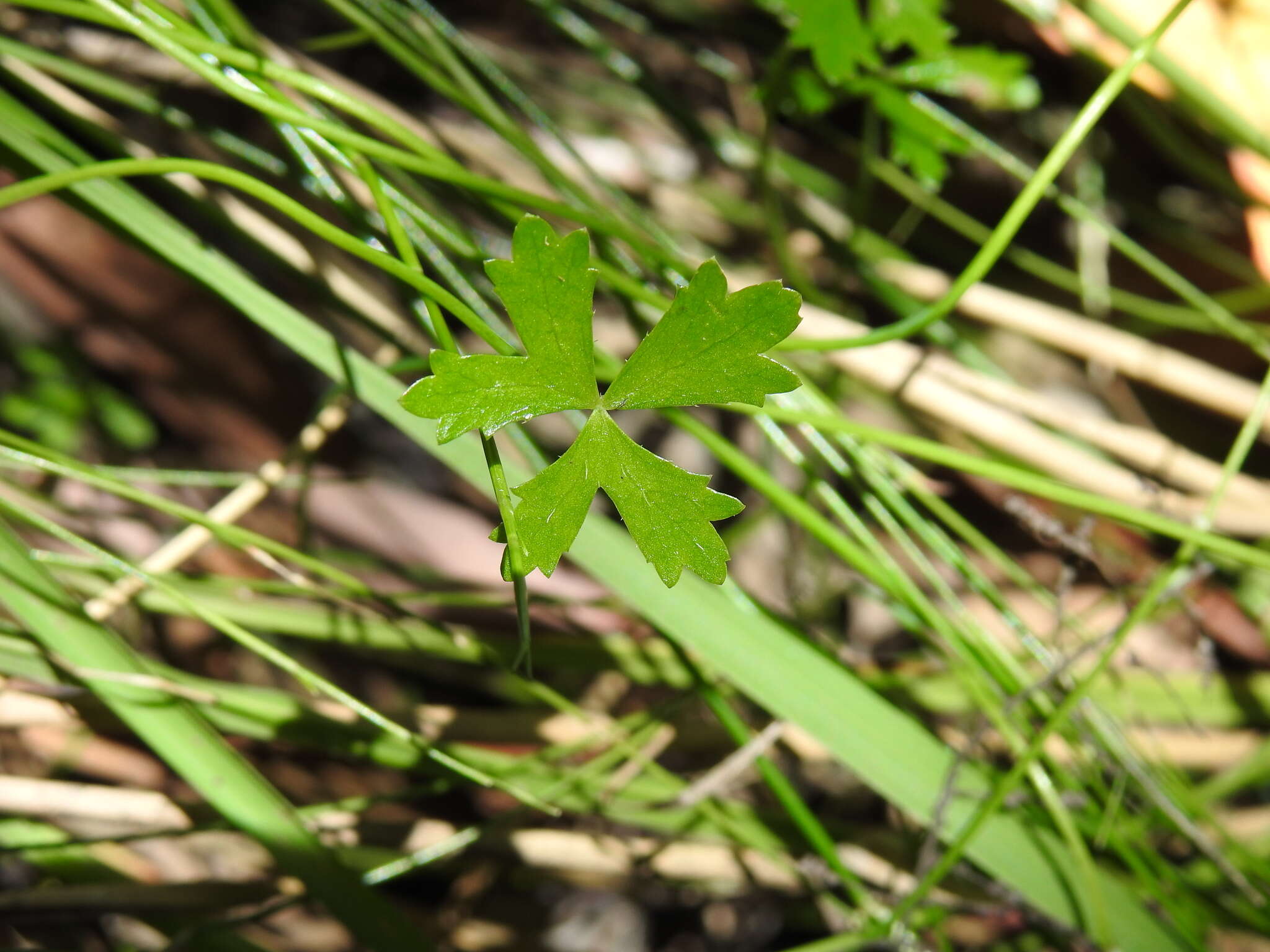 Image of Hydrocotyle paludosa A. R. Bean