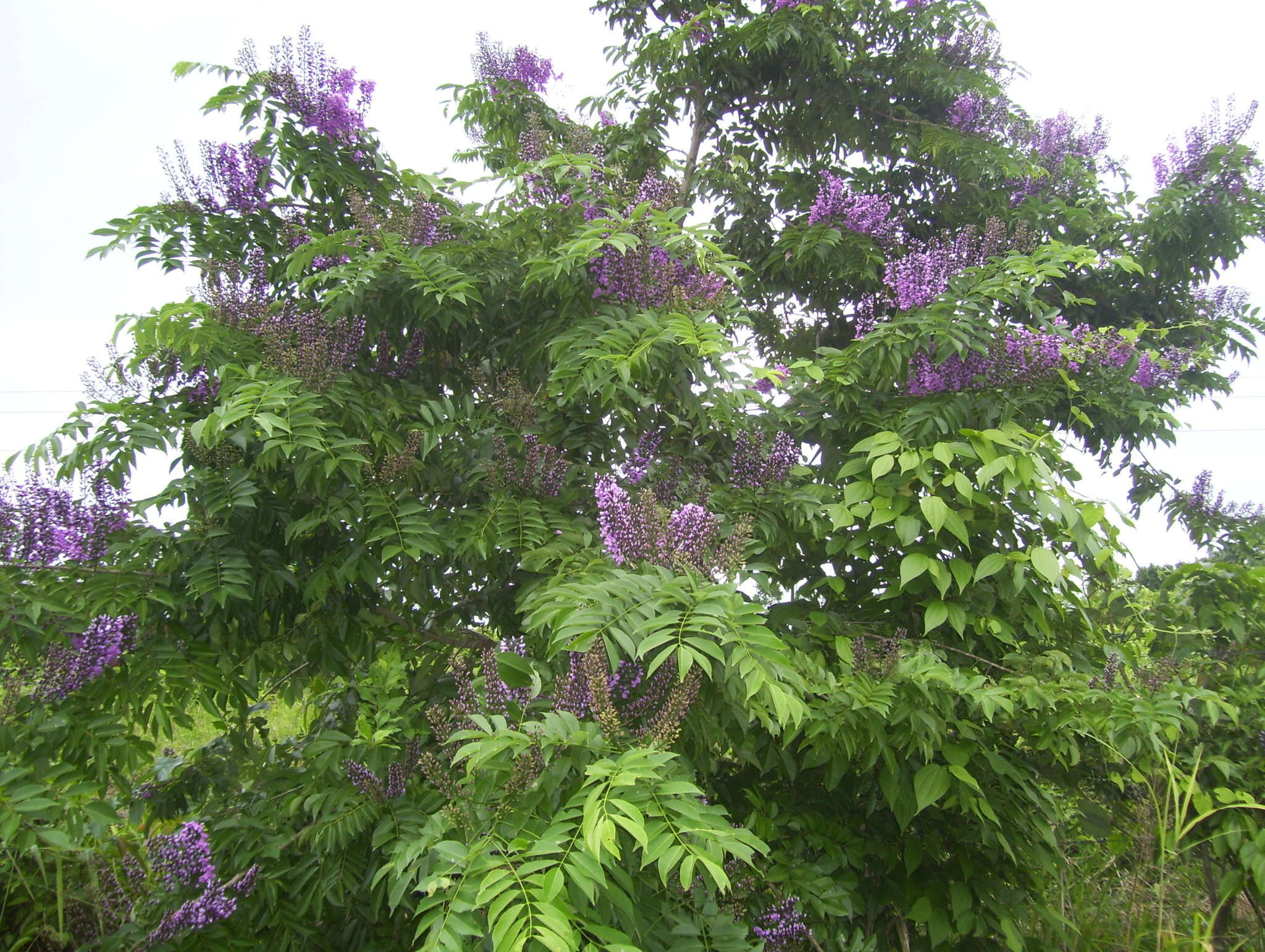 Image of Lonchocarpus longistylus Pittier
