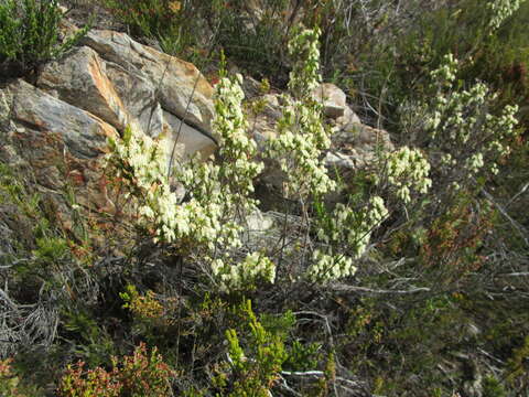 Image of Erica glomiflora Salisb.