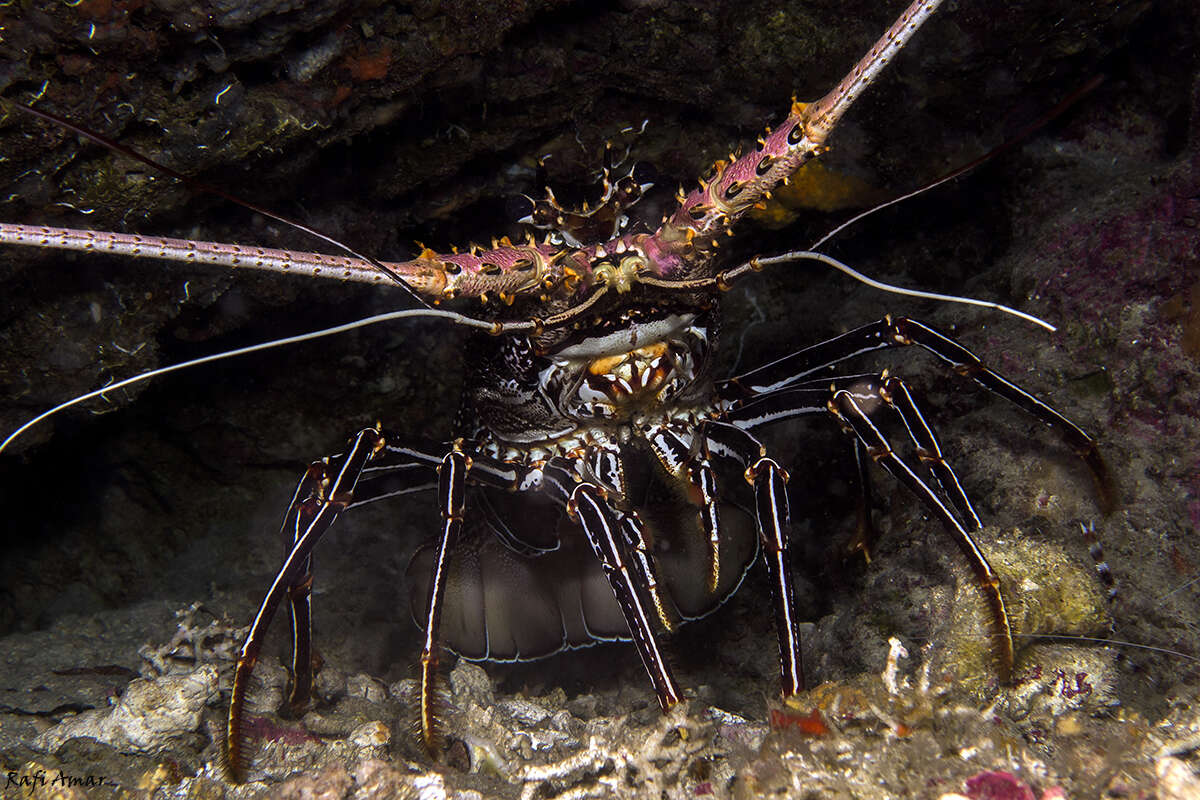 Image of Stripe-leg spiny lobster