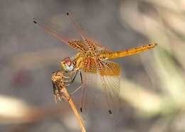 Imagem de Trithemis kirbyi Selys 1891