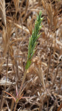 Image of Crucianella aegyptiaca L.