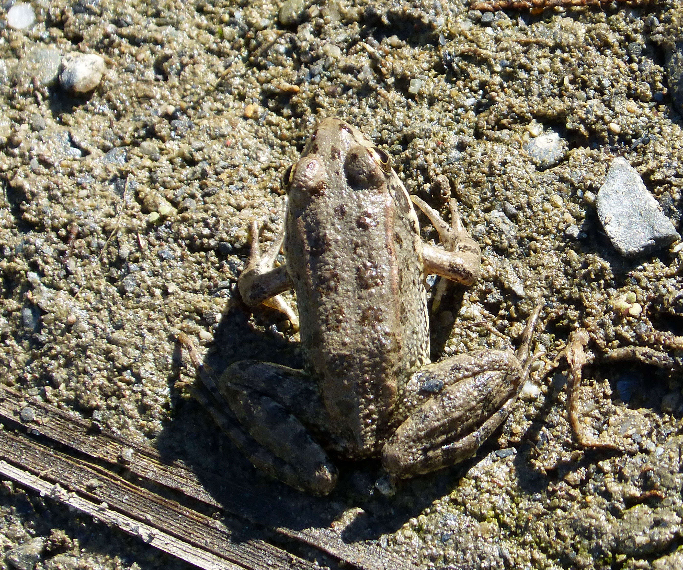 Image of Perez's Frog