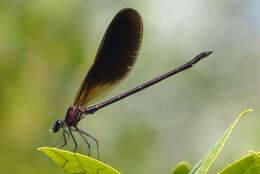 Image of Copper Demoiselle