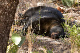 Image of Mexican Black Bear