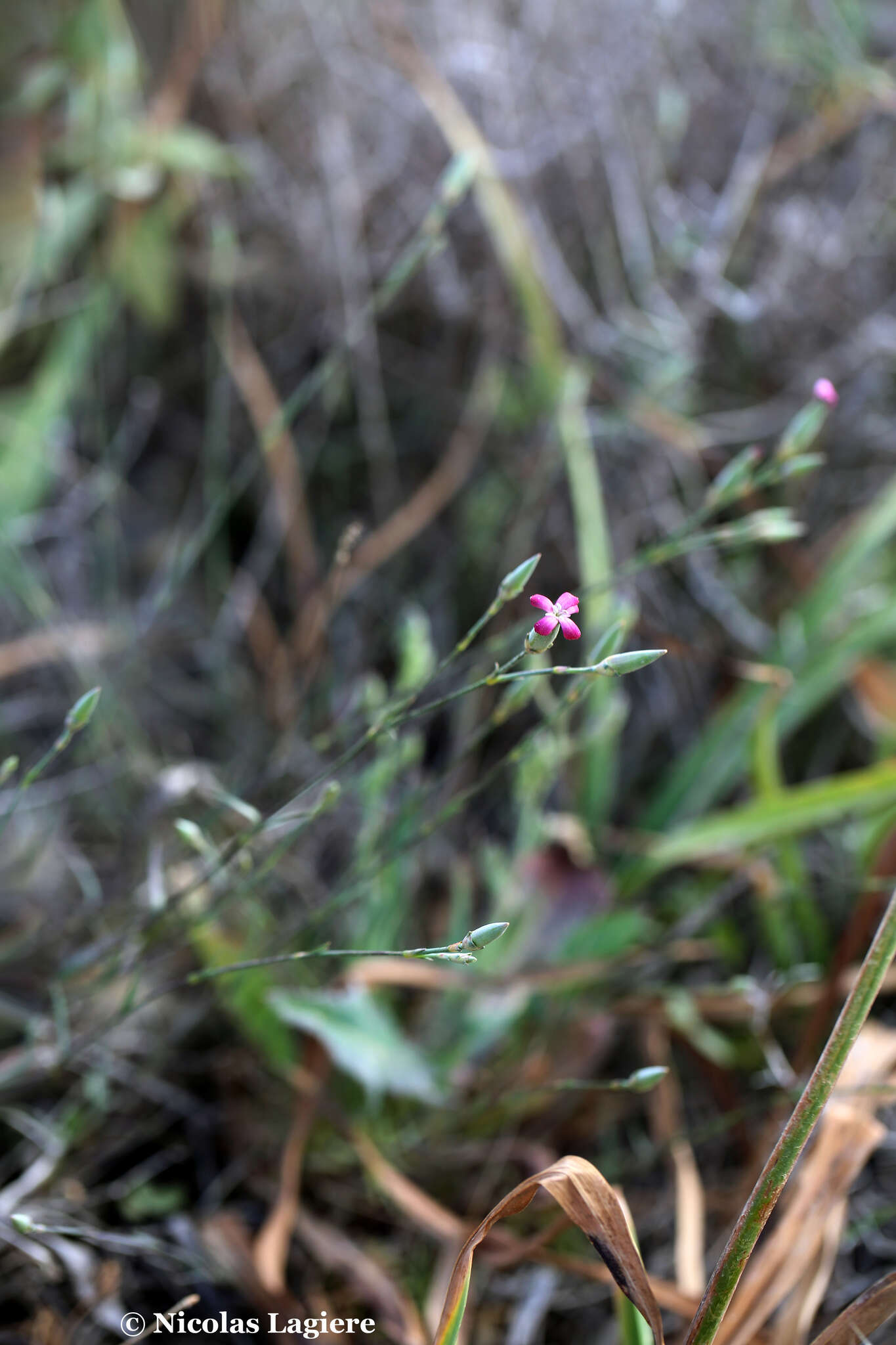 صورة Dianthus cinnamomeus Sm.