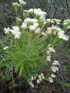 Image of Hatschbachiella tweedieana (Hook. & Arn.) R. King & H. Rob.