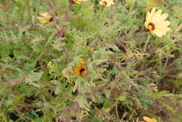 Image de Osteospermum pinnatum (Thunb.) Norlindh