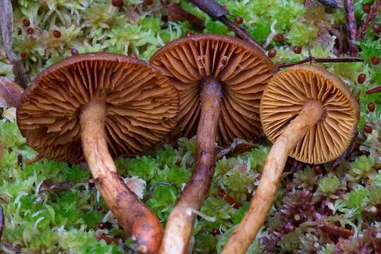 Слика од Cortinarius aurantiobasis Ammirati & A. H. Sm. 1977