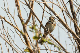 Image of Chestnut-eared Bunting