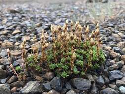 Sivun Cherleria marcescens (Fernald) A. J. Moore & Dillenb. kuva