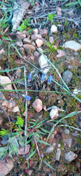 Image de Heliophila macowaniana Schltr.