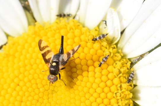 Image de Urophora quadrifasciata (Meigen 1826)