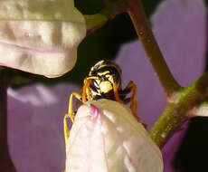 Image of European Paper Wasp