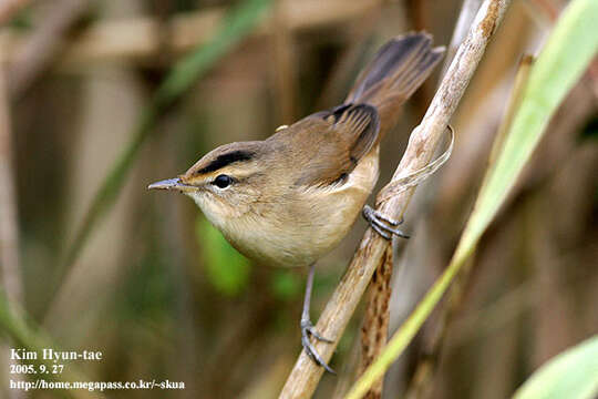 Image of Black-browed Reed Warbler