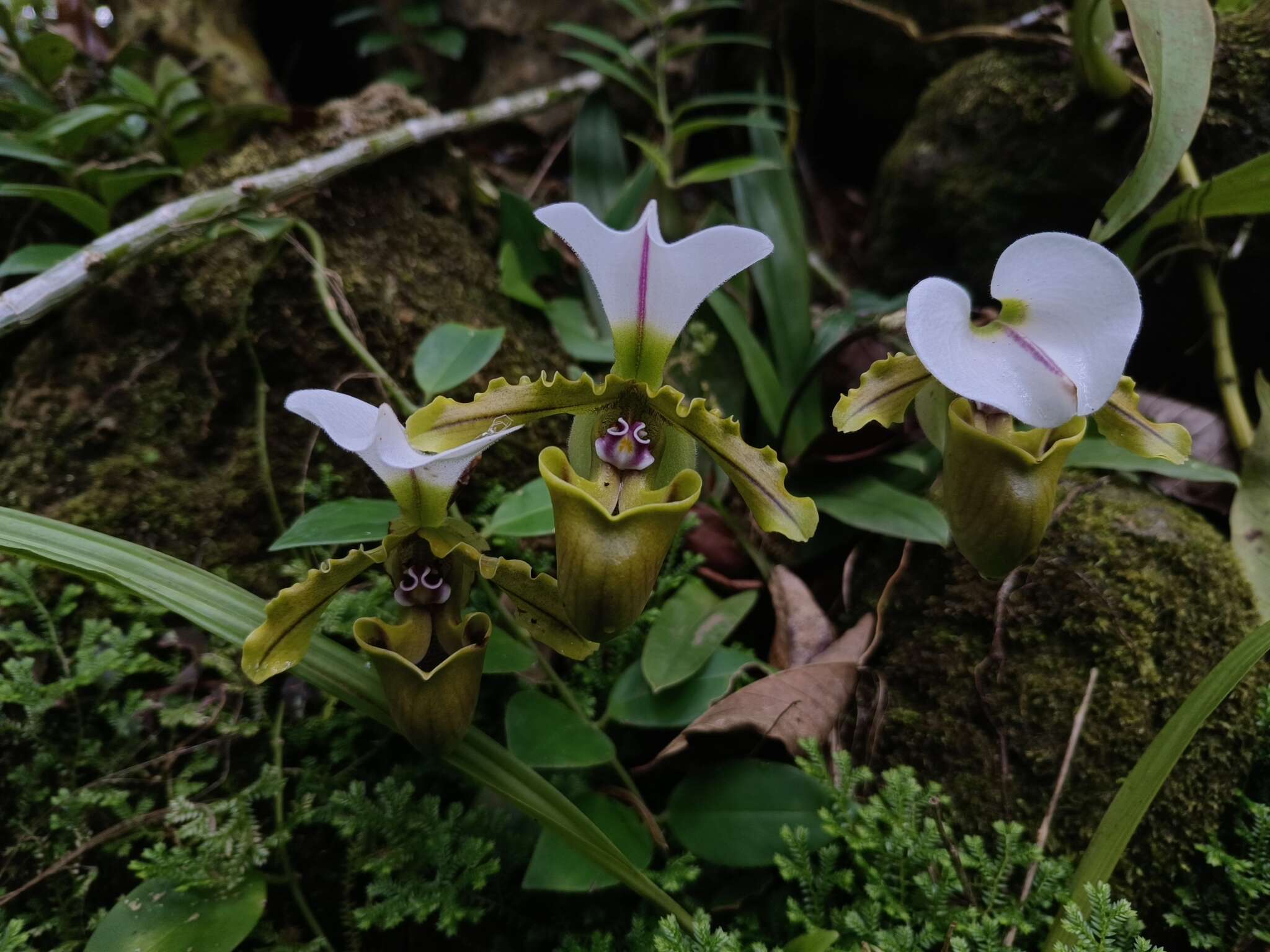 Image de Paphiopedilum spicerianum (Rchb. fil.) Pfitzer