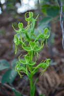 Image of Habenaria jaliscana S. Watson