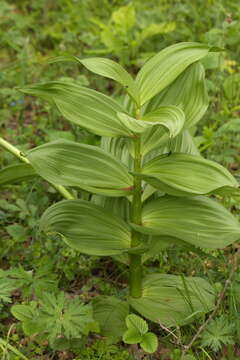 Image of White Hellebore