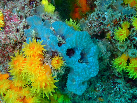 Image of brittle horny sponge