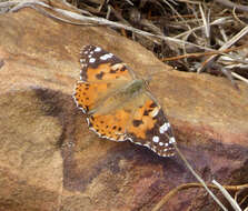 Image of Vanessa cardui