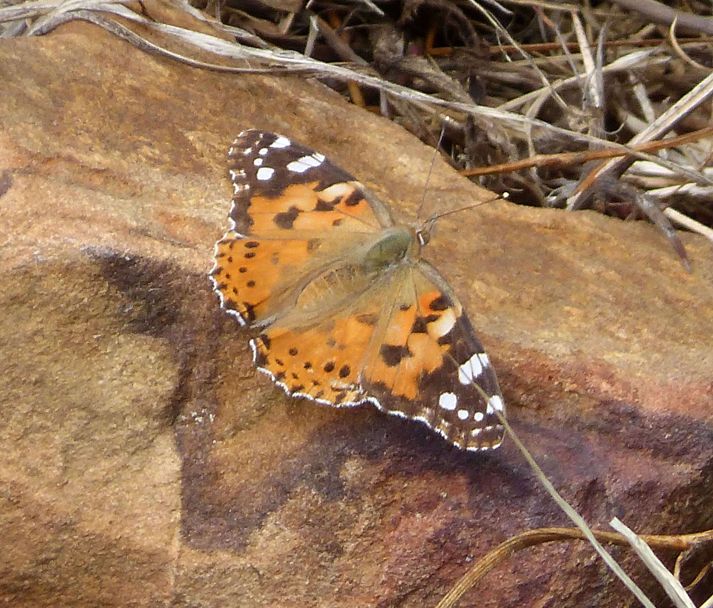 Image of Vanessa cardui