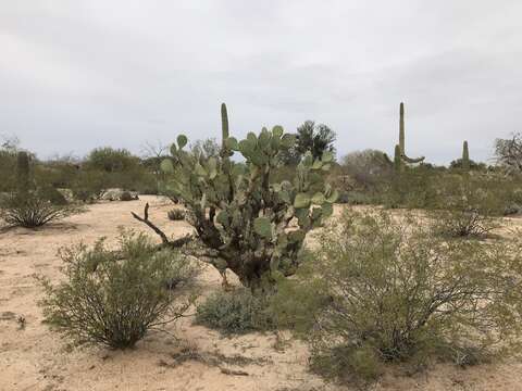 Image of cactus apple