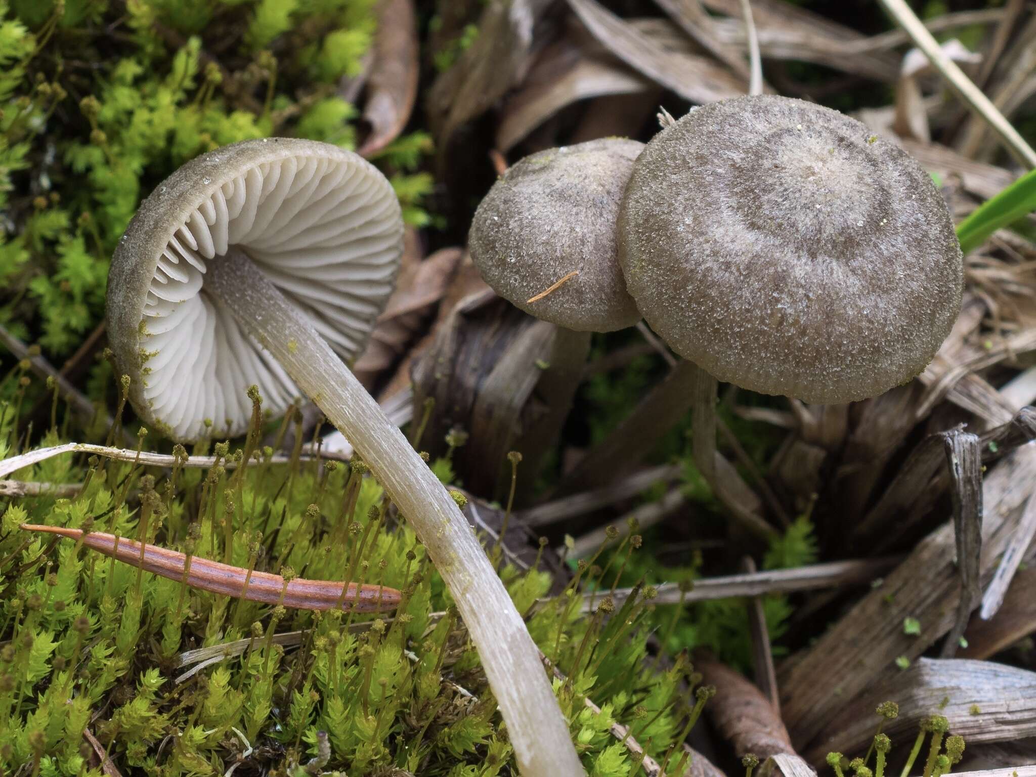 Image of Entoloma fernandae (Romagn.) Noordel. 1979