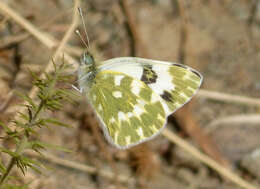 Image of Bath White