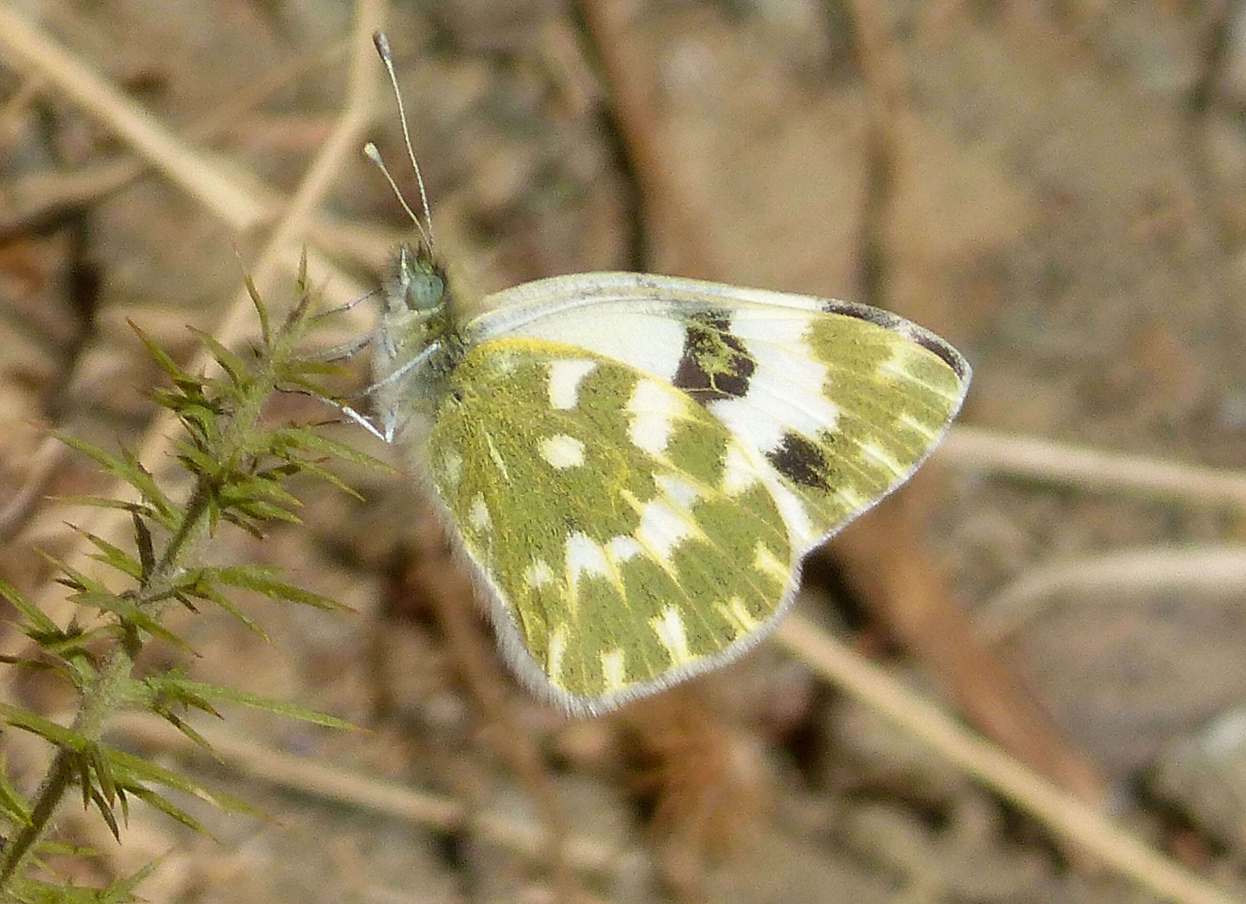 Image of Bath White