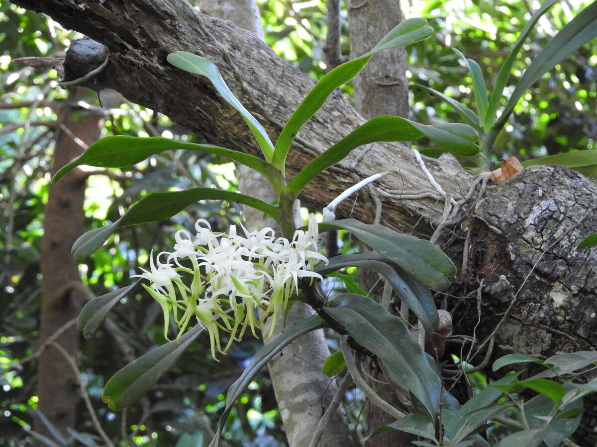 Image of Cyrtorchis praetermissa subsp. zuluensis (E. R. Harrison) H. P. Linder