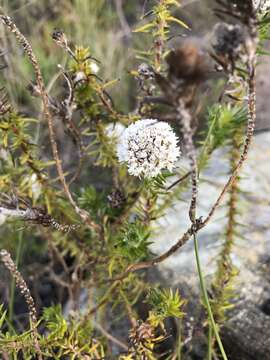 Image of Beautiful Blombush