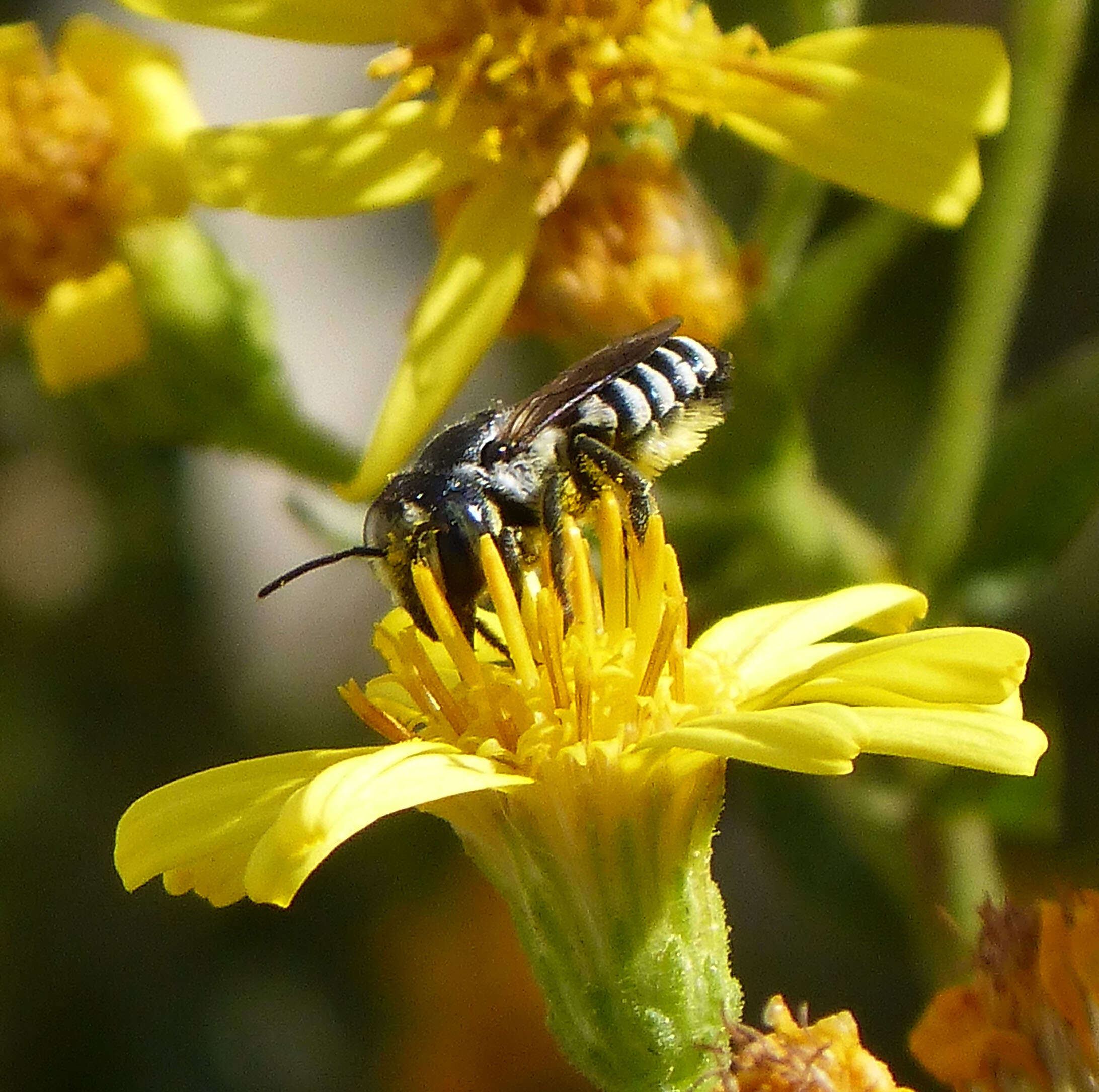 Image of leaf-cutter bees, mason bees, and relatives