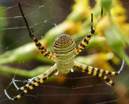 Image of Banded Argiope