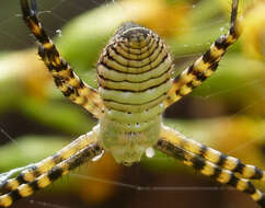 Image of Banded Argiope