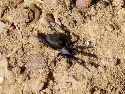 Image of ground spiders