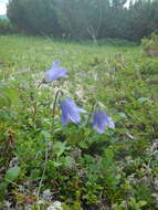 Image of hairyflower bellflower