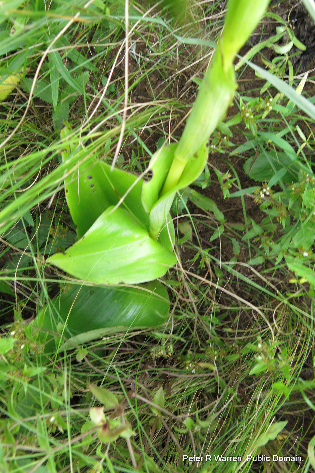 Image of Satyrium macrophyllum Lindl.