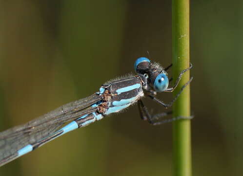 Image de Austrolestes leda (Selys 1862)