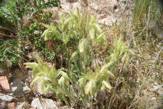 Слика од Onosma tricerosperma Lag.